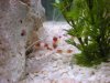 shrimp.JPG