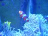Tony's tank 013 rev.jpg