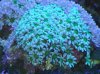 green daisy polyps.jpg