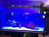 blue lights.JPG
