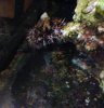 urchin-2014-04-14 22.15.32.jpg
