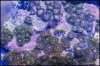 elite_reef_coral_DSC9460.JPG