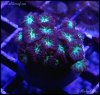 elite_reef_coral_DSC9467.JPG