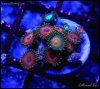 elite_reef_coral_DSC9472.JPG