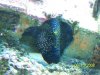 100_0932betasmall.jpg