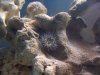 2008_09_Anemone 003.jpg