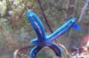 Blue Linkia in QT.JPG