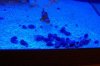 first snails and crabs.JPG
