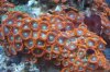 Orange Zoas 2.JPG