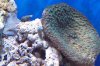 Cup coral in 180 2.JPG