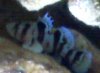 blenny.jpg