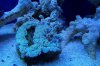 bubble 10-9.JPG