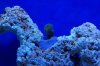 green acro frag 10-8.JPG
