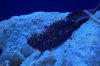 tank pictures 10-8 035.JPG