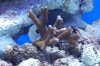 tank pictures 10-8 045.JPG