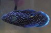 Marine Betta.jpg