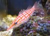 hawkfish.jpg