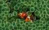 clownfish_wp.jpg
