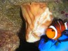 2008_1027fishtank0025.JPG