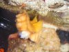 2008_1027fishtank0027.JPG