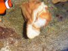 2008_1027fishtank0026.JPG