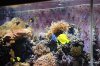 Reef Nov.jpg