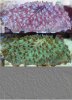 Coral.jpg