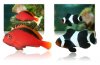 fish.jpg