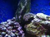 Zoas.jpg