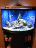 Whole tank.jpg
