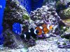 Fish .jpg