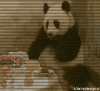 pandazonkag1aj5.gif