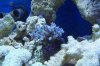 bright blue acro.JPG