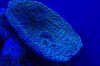 Cup coral under actinics 11-08.JPG