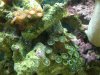 Zoanthids.jpg