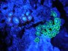 moonlamp zoas.jpg