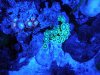 moonlamp zoas 2.jpg