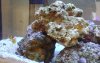 DSC00238.JPG