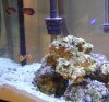 DSC00241.JPG