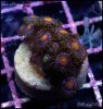 elite_reef_denver_coral_frags_DSC9595.JPG