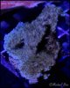 elite_reef_denver_coral_frags_DSC9599.JPG