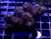 elite_reef_denver_coral_frags_DSC9602.JPG