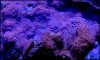 elite_reef_denver_coral_frags_DSC9604.JPG