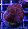 elite_reef_denver_coral_frags_DSC9608.JPG