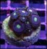 elite_reef_denver_coral_frags_DSC9610.JPG