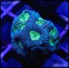 elite_reef_denver_coral_frags_DSC9614.JPG