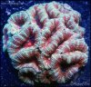 elite_reef_coral_frag_DSC9672.JPG