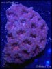 elite_reef_coral_frag_DSC9678.JPG