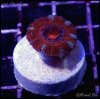 elite_reef_coral_frag_DSC9681.JPG
