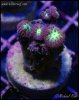 elite_reef_coral_frag_DSC9683.JPG